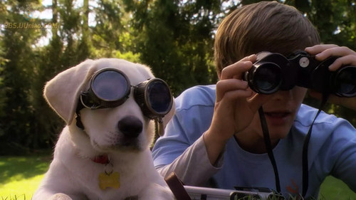 鬼马的拉布拉多犬2