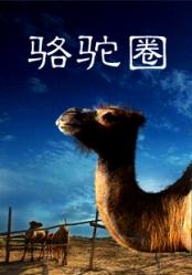 骆驼圈海报